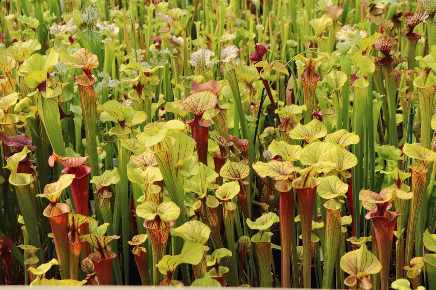 2 SARRACENIA SURPRISE €25  diameter 12 cm