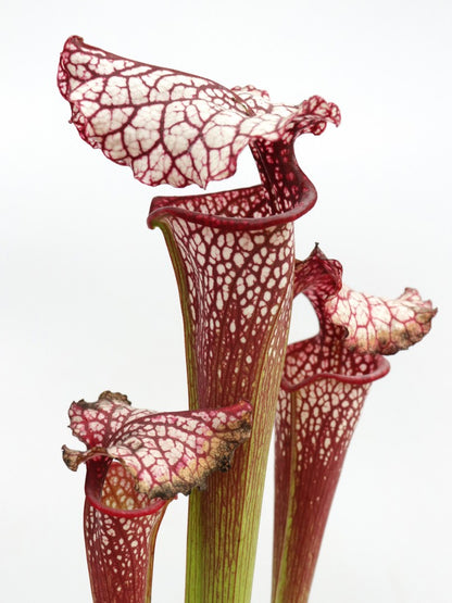 H100 GC Sarracenia „Red Midnight“