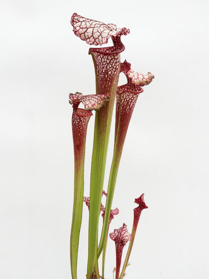 H100 GC Sarracenia „Red Midnight“