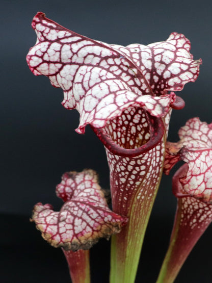 H100 GC Sarracenia „Red Midnight“