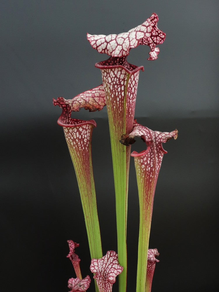 H100 GC Sarracenia „Red Midnight“