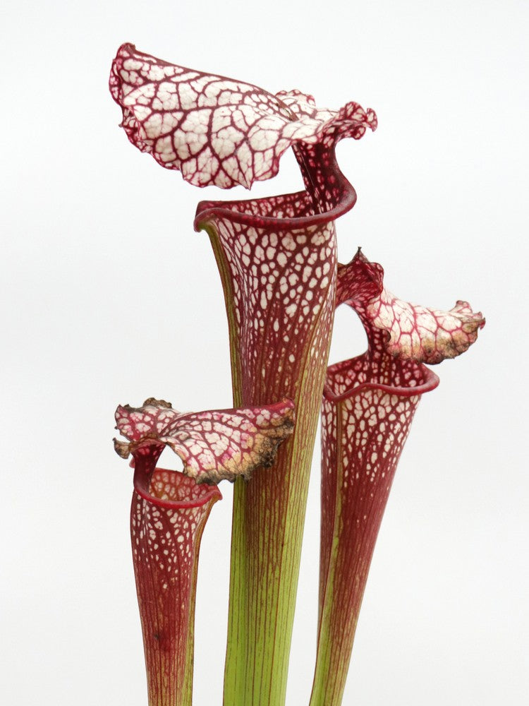 H100 GC Sarracenia „Red Midnight“