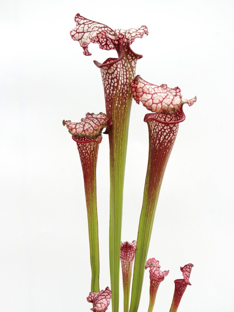 H100 GC Sarracenia „Red Midnight“