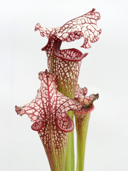 H100 GC Sarracenia „Red Midnight“