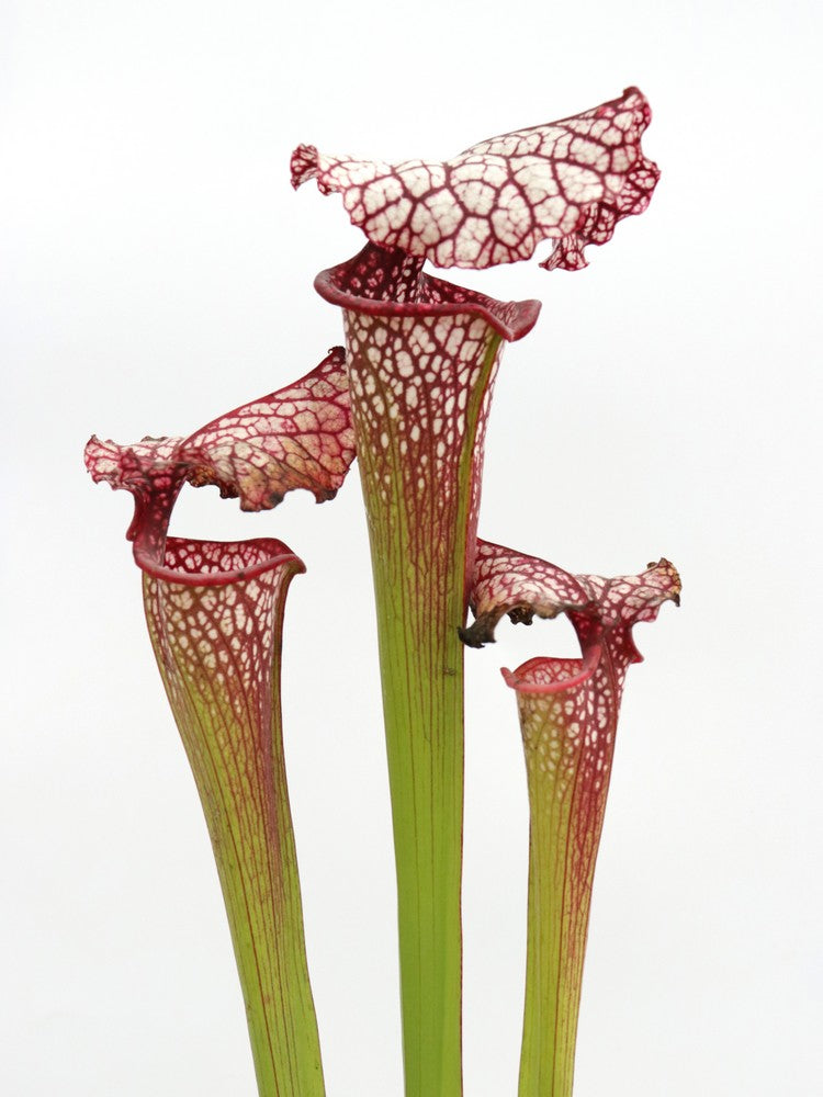 H100 GC Sarracenia „Red Midnight“