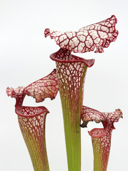 H100 GC Sarracenia „Red Midnight“