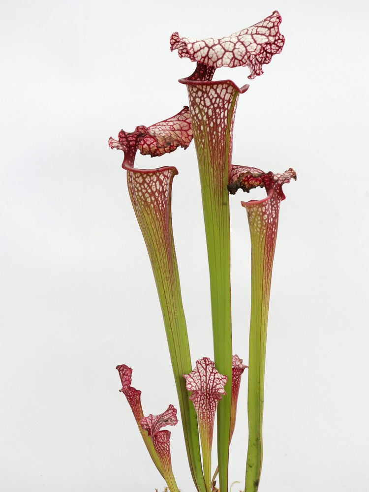 H100 GC Sarracenia „Red Midnight“