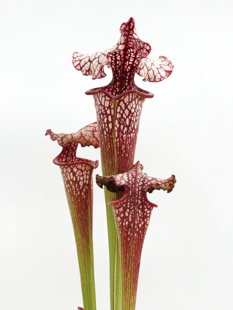 H100 GC Sarracenia „Red Midnight“