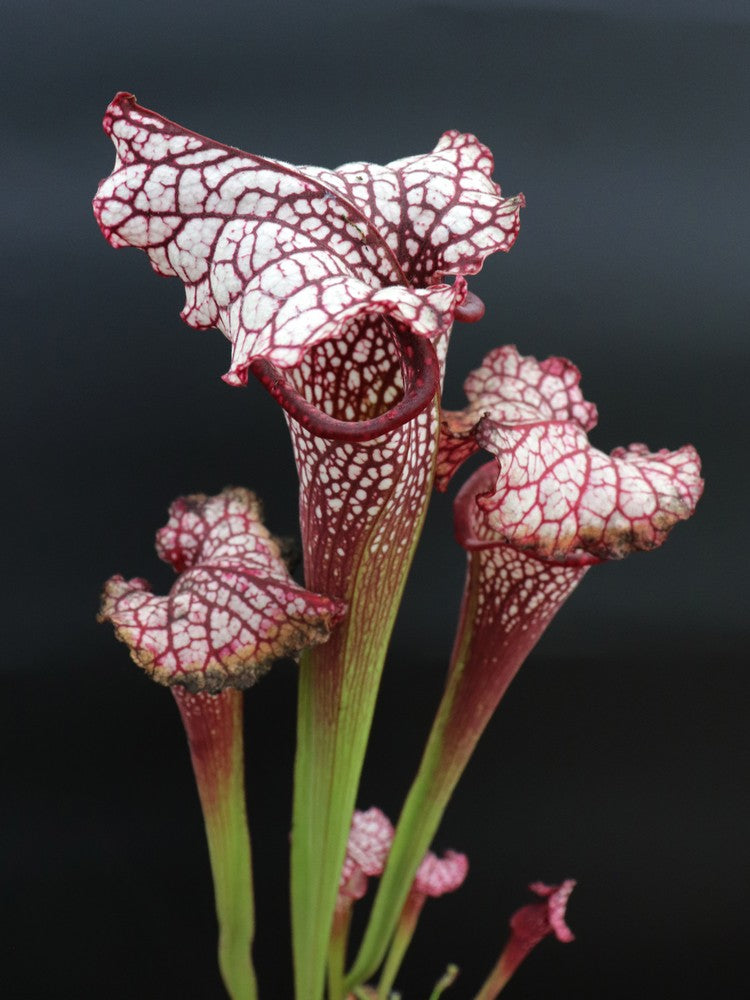 H100 GC Sarracenia „Red Midnight“