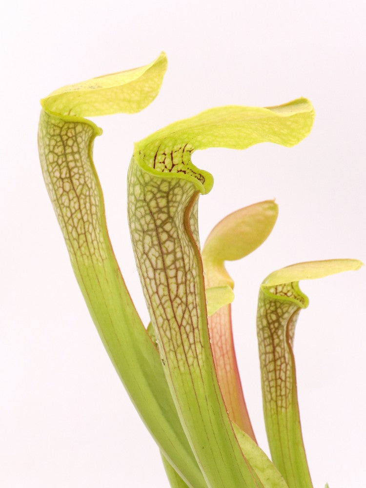 Sarracenia "Hummer Hammerhead"  H101 MK