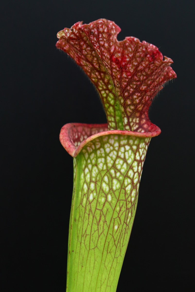 Sarracenia x moorei Pensacola Fields  H123 MK