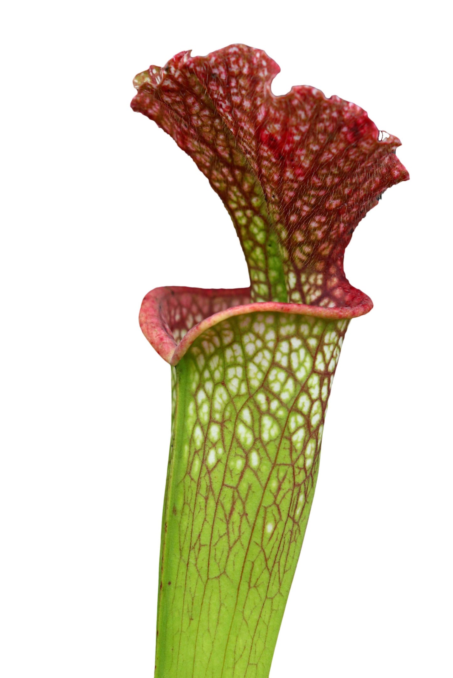 Sarracenia x moorei Pensacola Fields  H123 MK