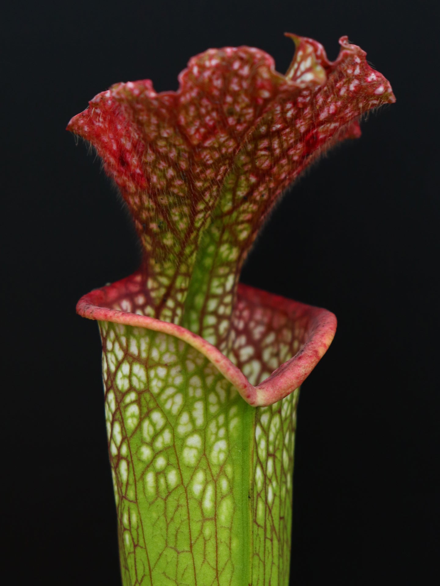 Sarracenia x moorei Pensacola Fields  H123 MK