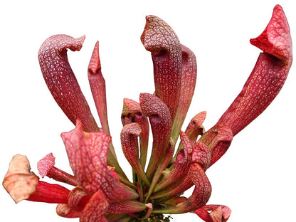 Sarracenia "Dixie Lace"