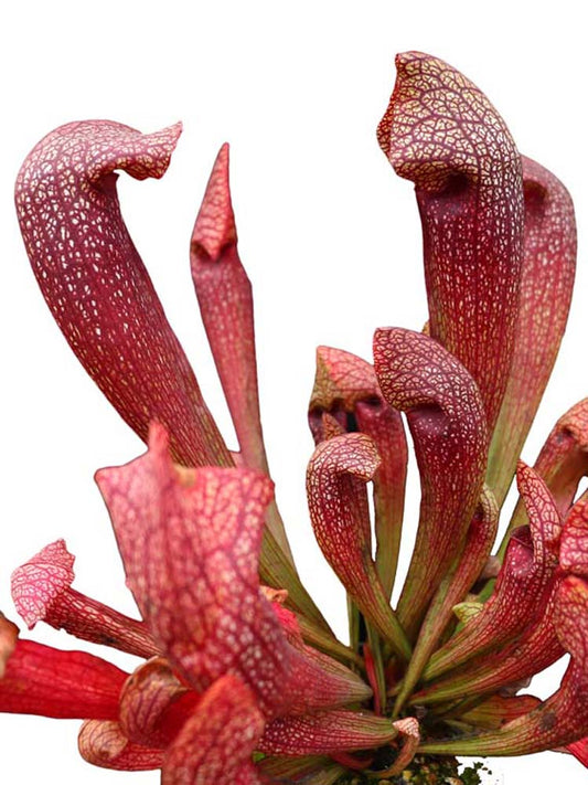 Sarracenia "Dixie Lace"