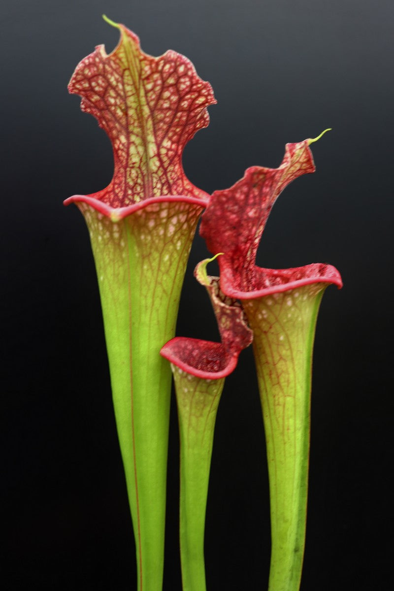 H25 GC Sarracenia „Lady Adrian“