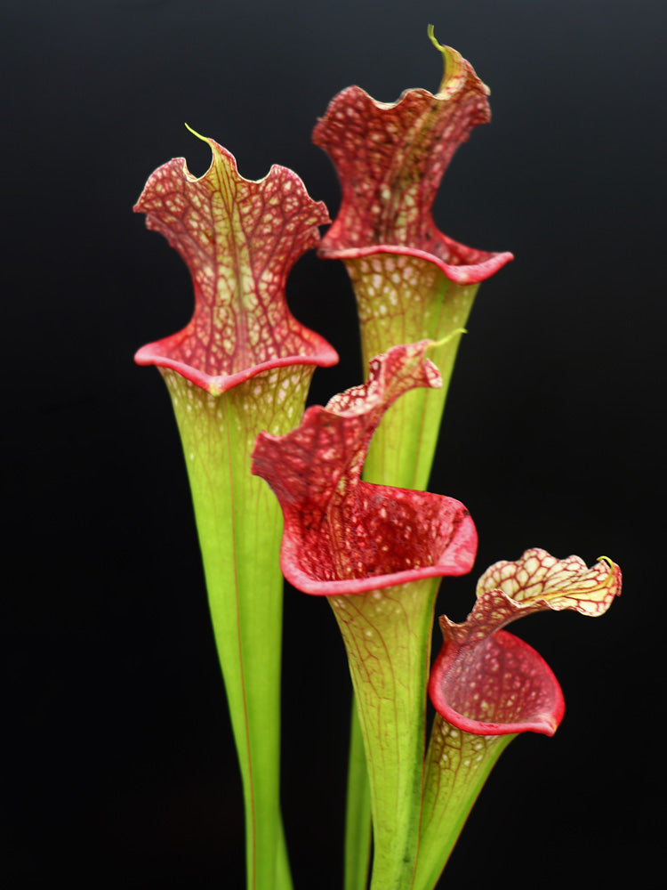 H25 GC Sarracenia „Lady Adrian“