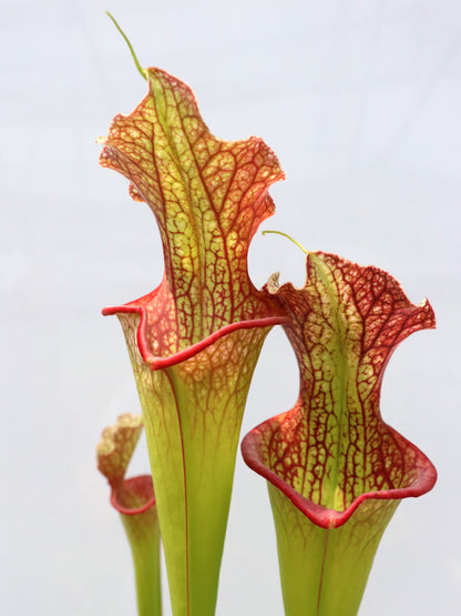 H25 GC Sarracenia „Lady Adrian“