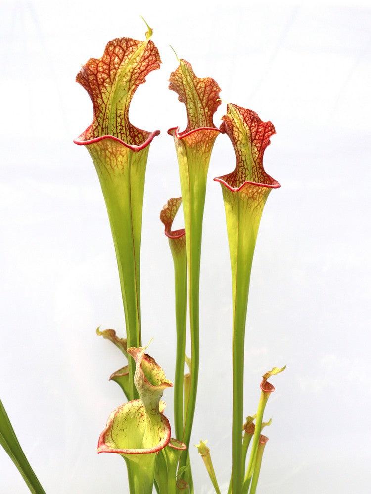 H25 GC Sarracenia „Lady Adrian“