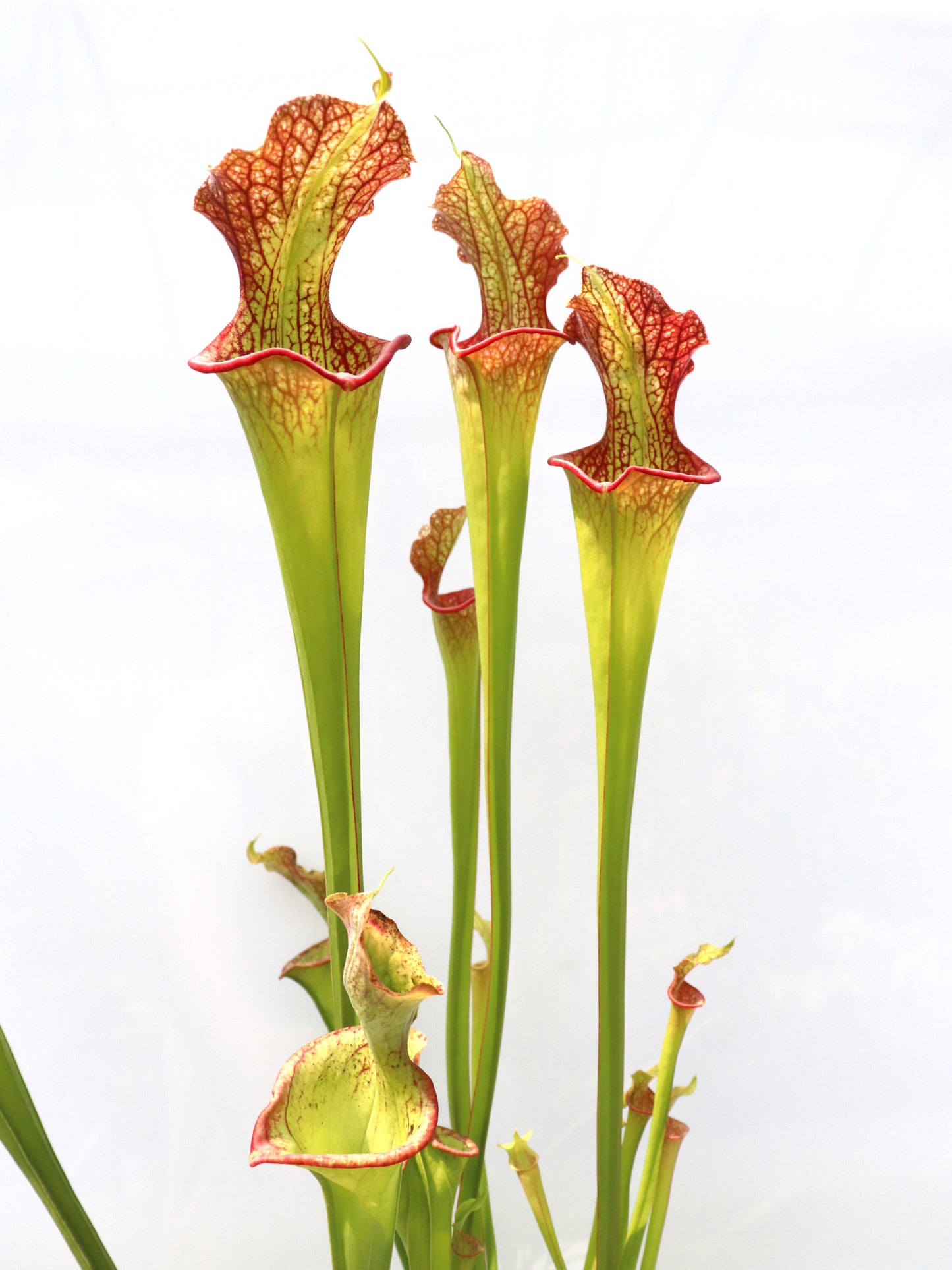 H25 GC Sarracenia „Lady Adrian“