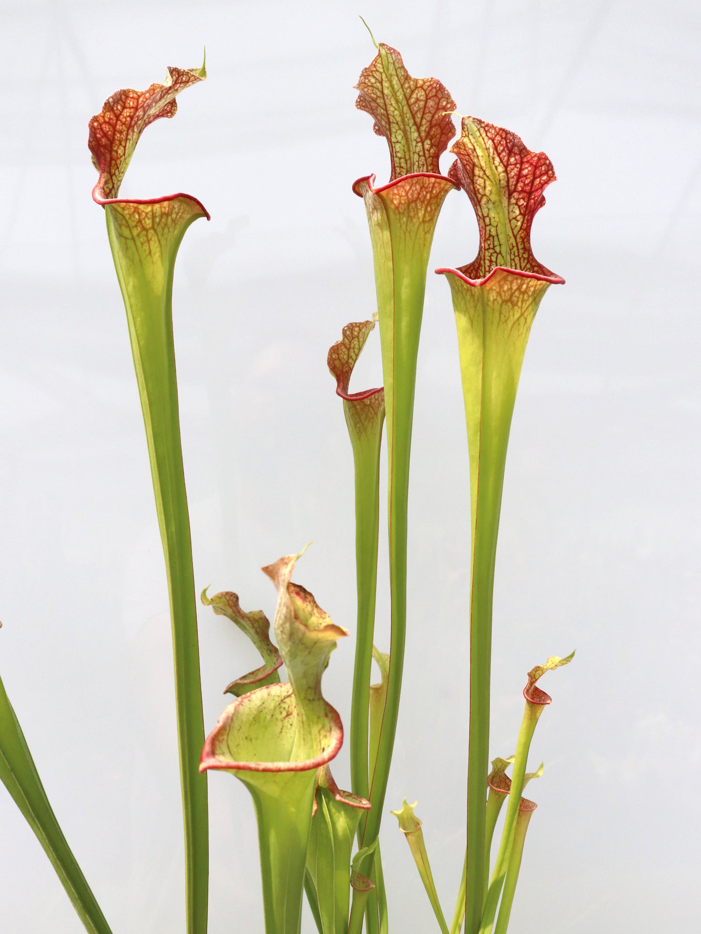 H25 GC Sarracenia „Lady Adrian“