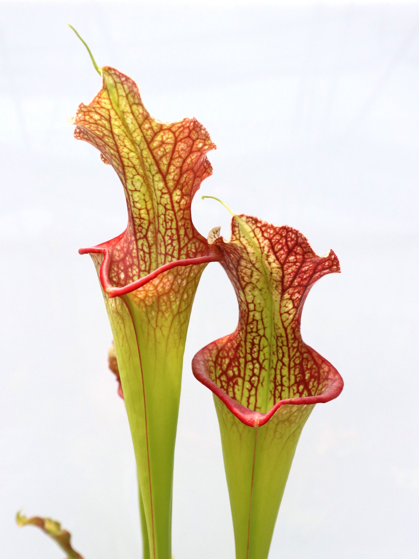 H25 GC Sarracenia „Lady Adrian“