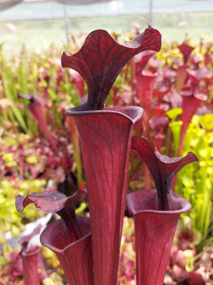 H2 GC Sarracenia „Schwarzer Ritter“