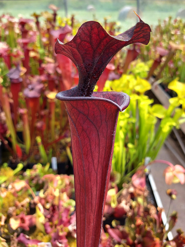 H2 GC Sarracenia „Schwarzer Ritter“