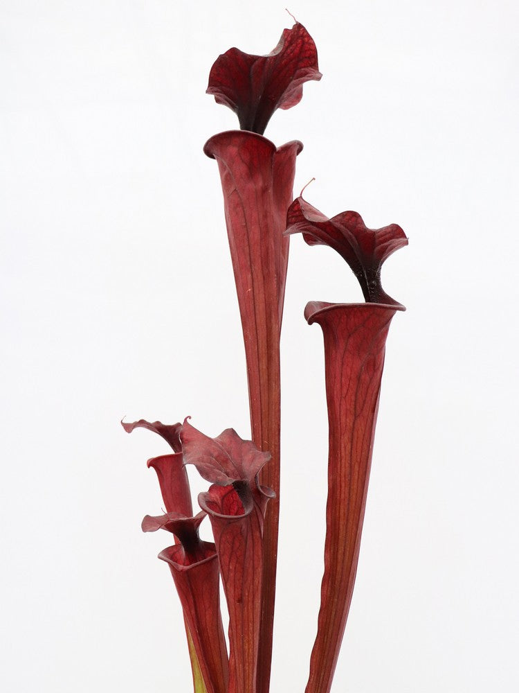 H2 GC Sarracenia „Schwarzer Ritter“