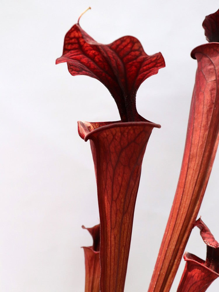 H2 GC Sarracenia „Schwarzer Ritter“