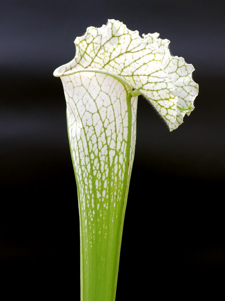 H36 GC Sarracenia "White Widow"