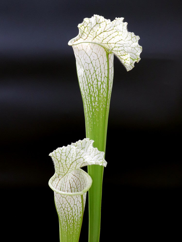 H36 GC Sarracenia "White Widow"