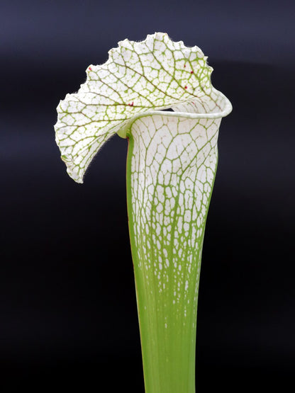 H36 GC Sarracenia „White Widow“