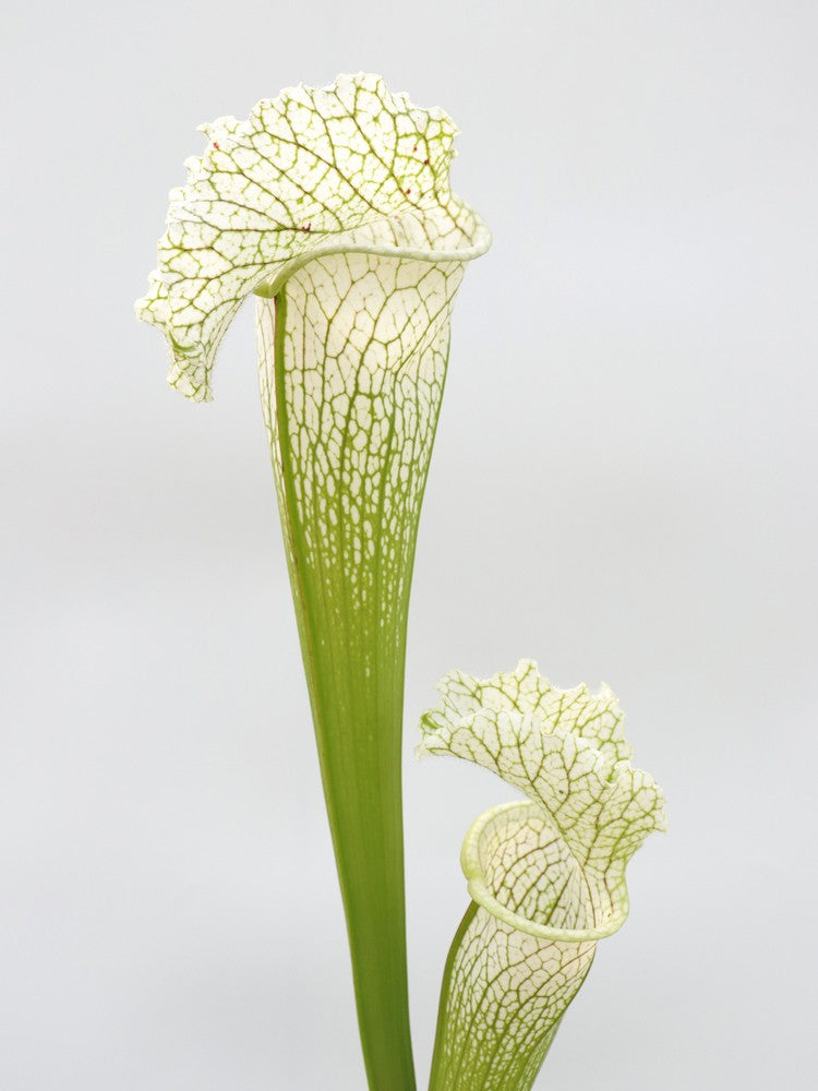 H36 GC Sarracenia "White Widow"