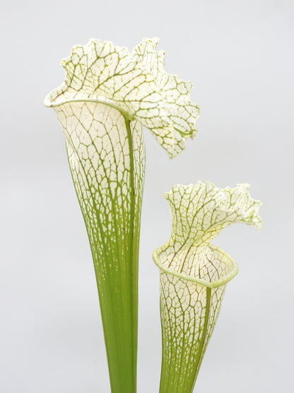 H36 GC Sarracenia „White Widow“