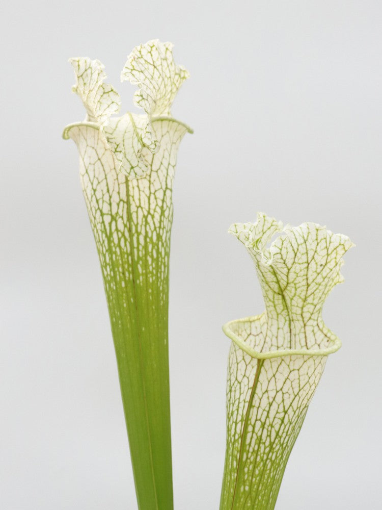 H36 GC Sarracenia "White Widow"