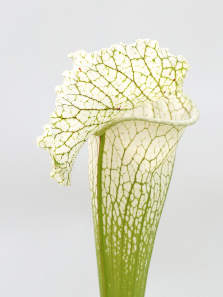 H36 GC Sarracenia "White Widow"