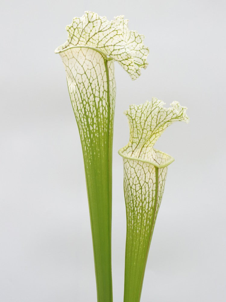 H36 GC Sarracenia „White Widow“