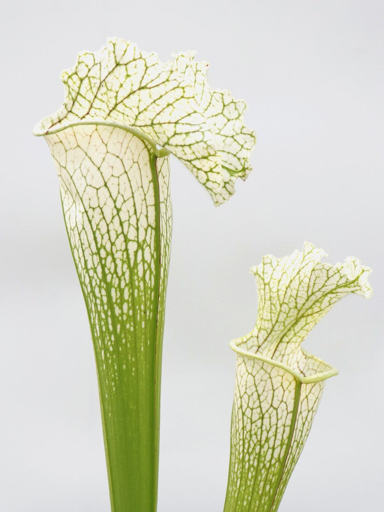 H36 GC Sarracenia „White Widow“