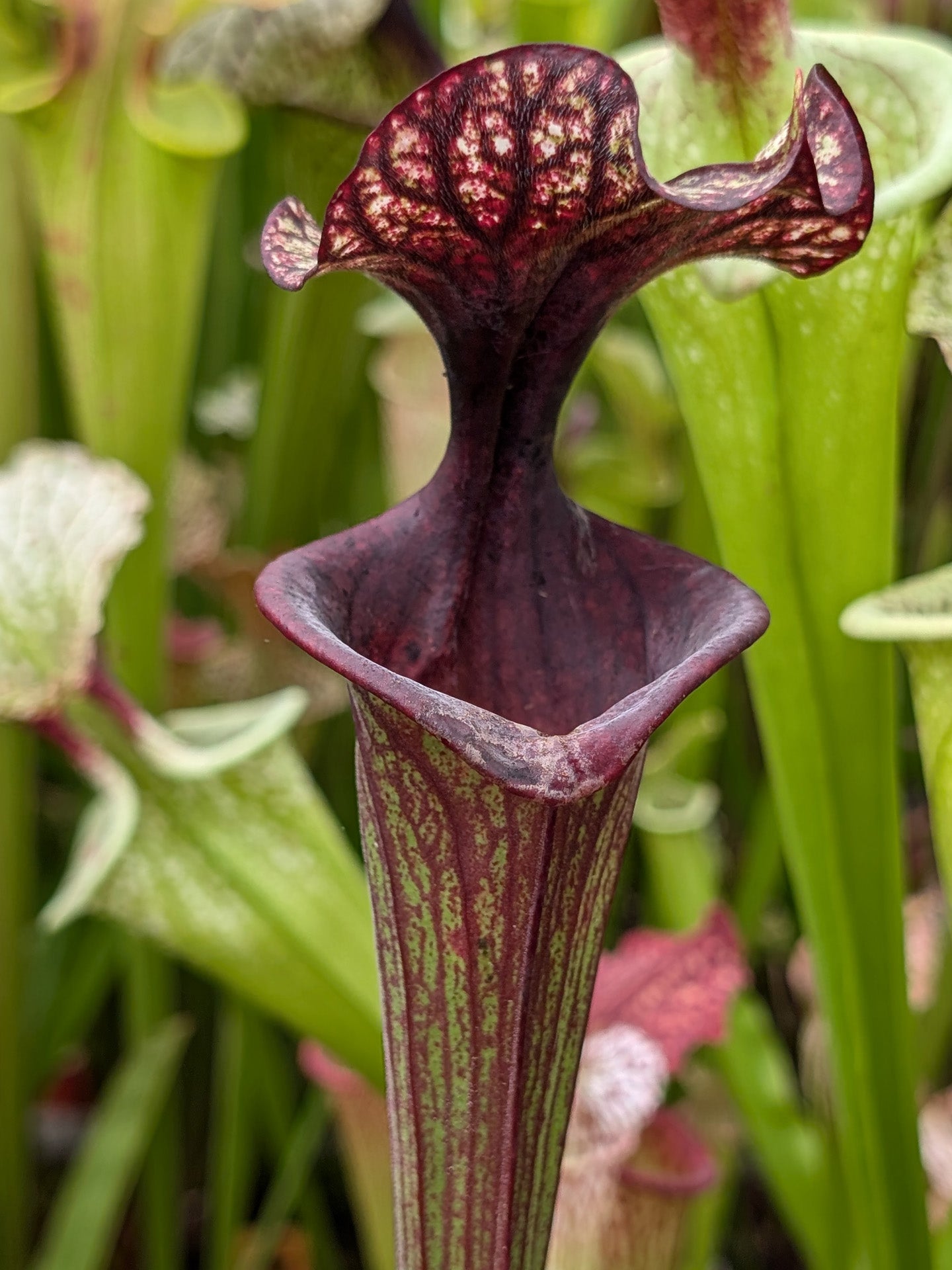 H87 GC Sarracenia "Black Wolf"