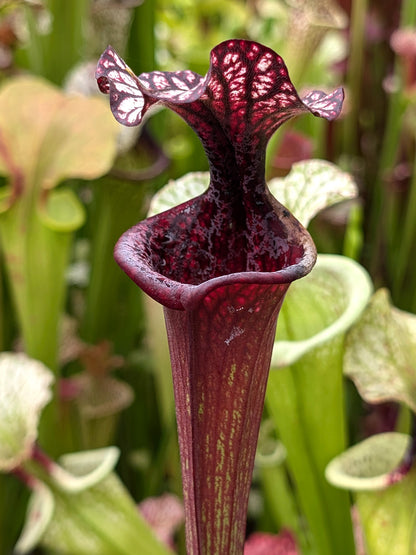 H87 GC Sarracenia "Black Wolf"