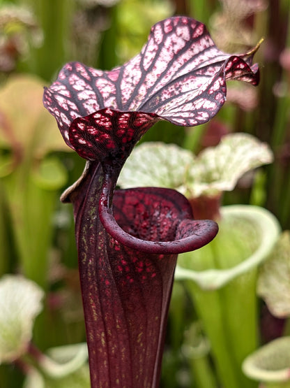 H87 GC Sarracenia "Black Wolf"