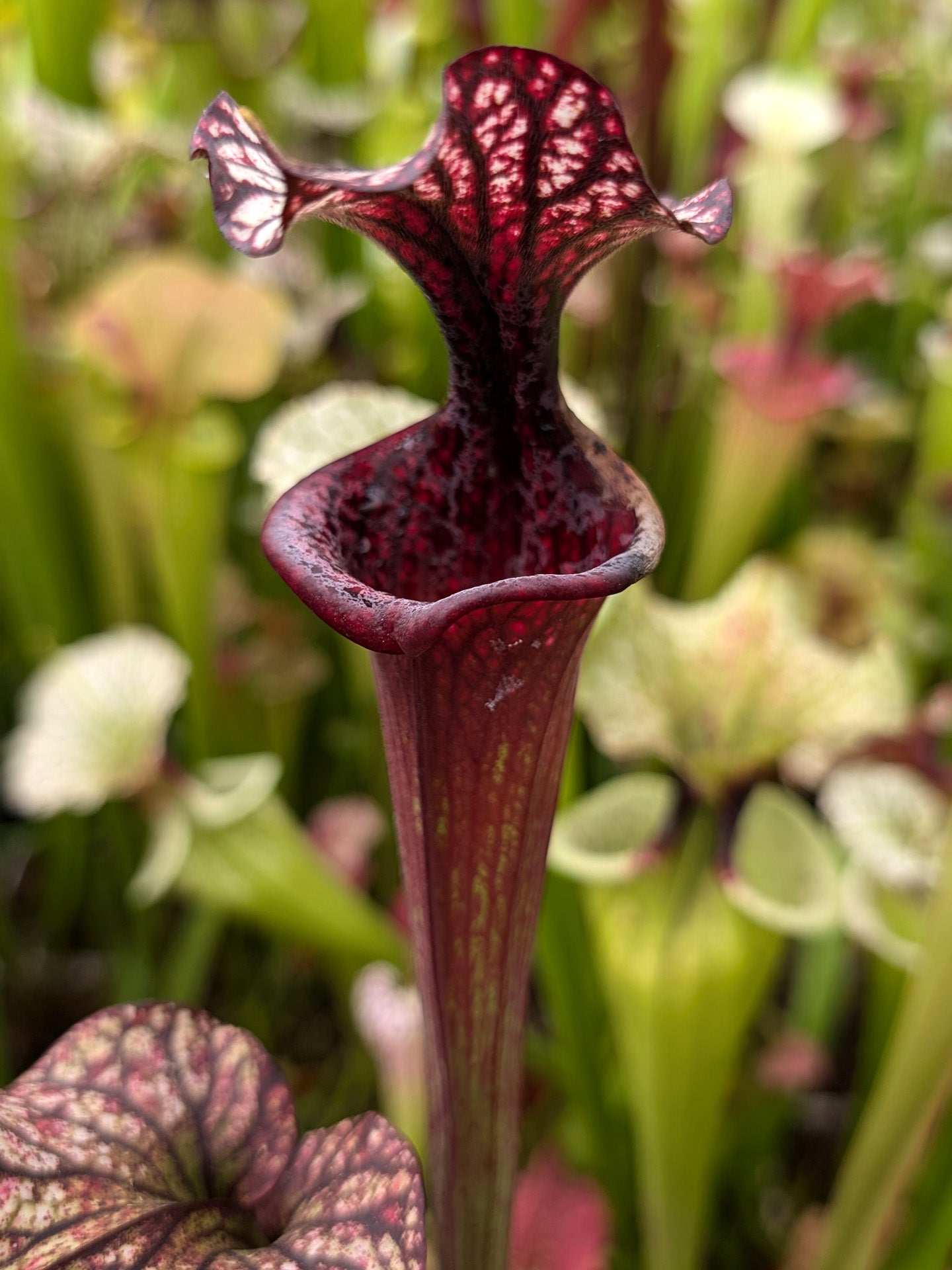 H87 GC Sarracenia "Black Wolf"