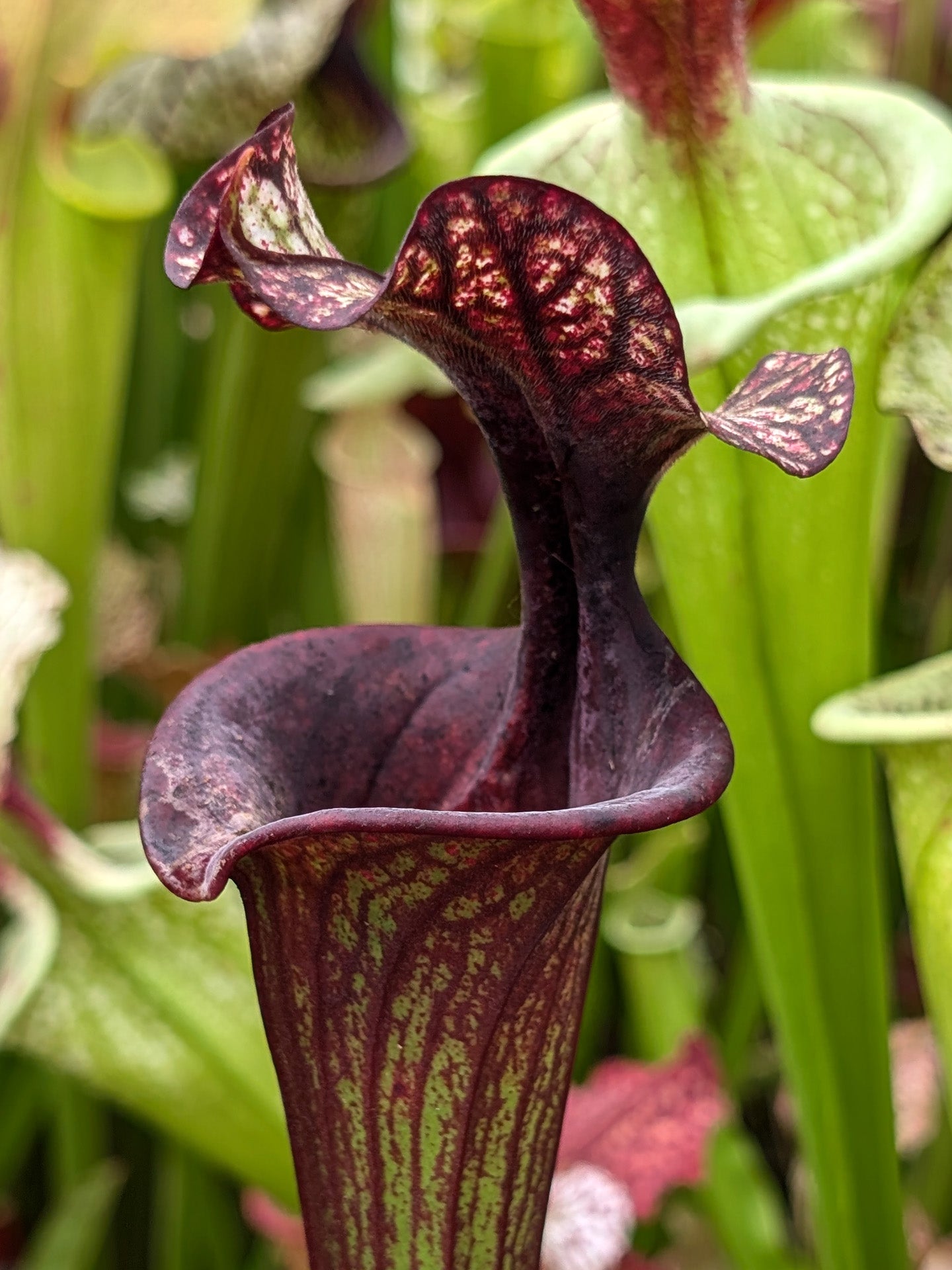 H87 GC Sarracenia "Black Wolf"