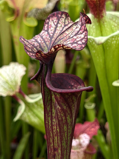 H87 GC Sarracenia "Black Wolf"