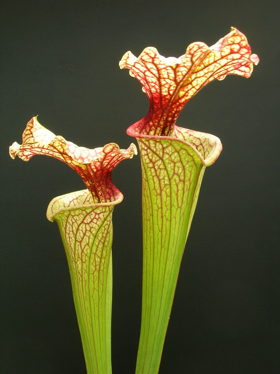 Sarracenia x moorei "Pinkish top"  H87 MK