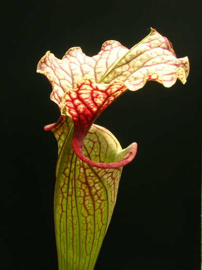 Sarracenia x moorei "Pinkish top"  H87 MK