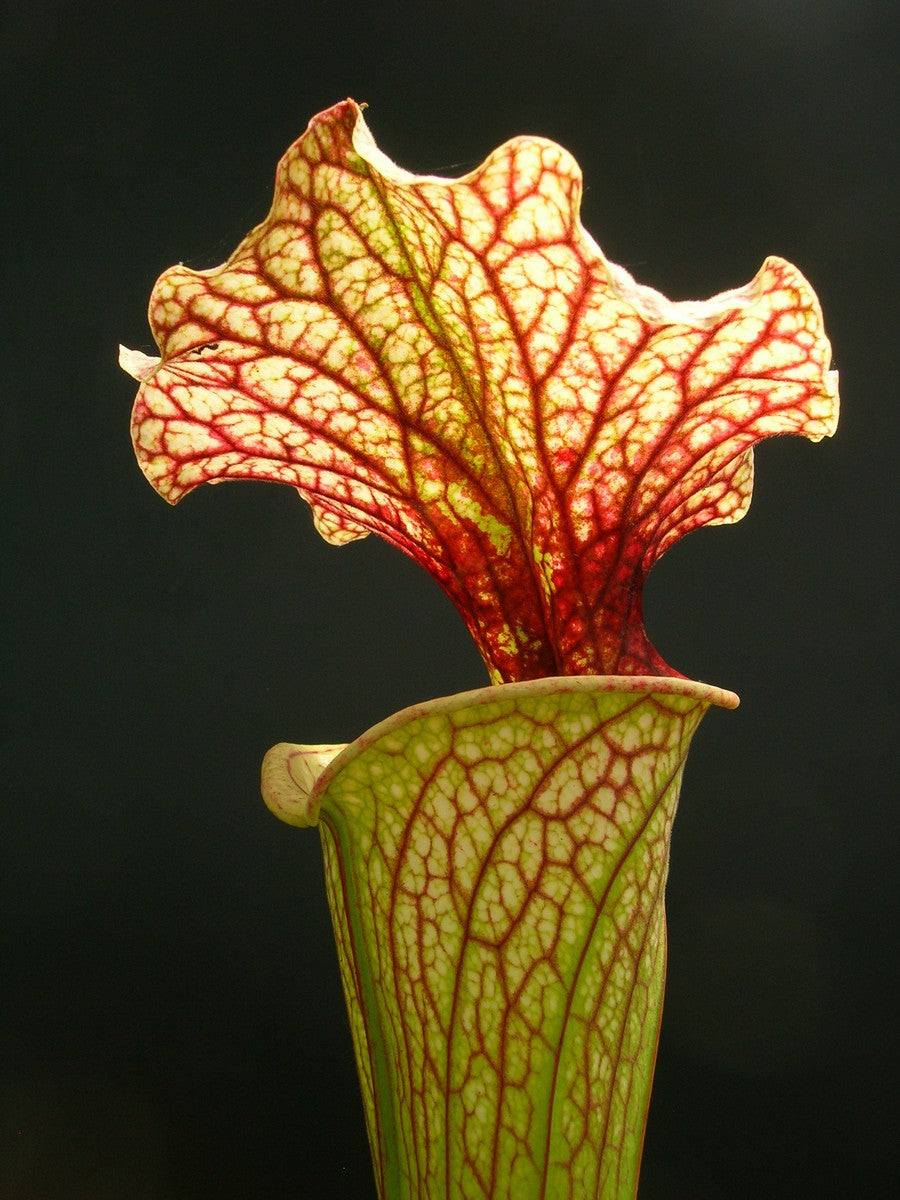 Sarracenia x moorei "Pinkish top"  H87 MK