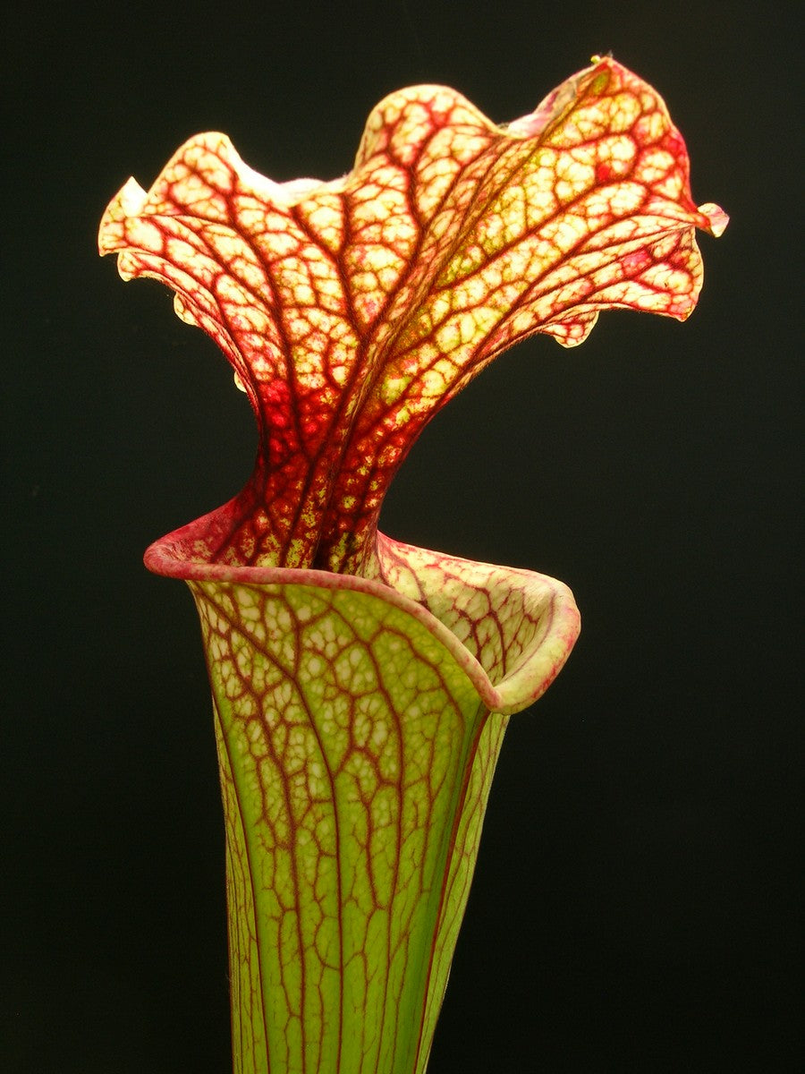 Sarracenia x moorei "Pinkish top"  H87 MK