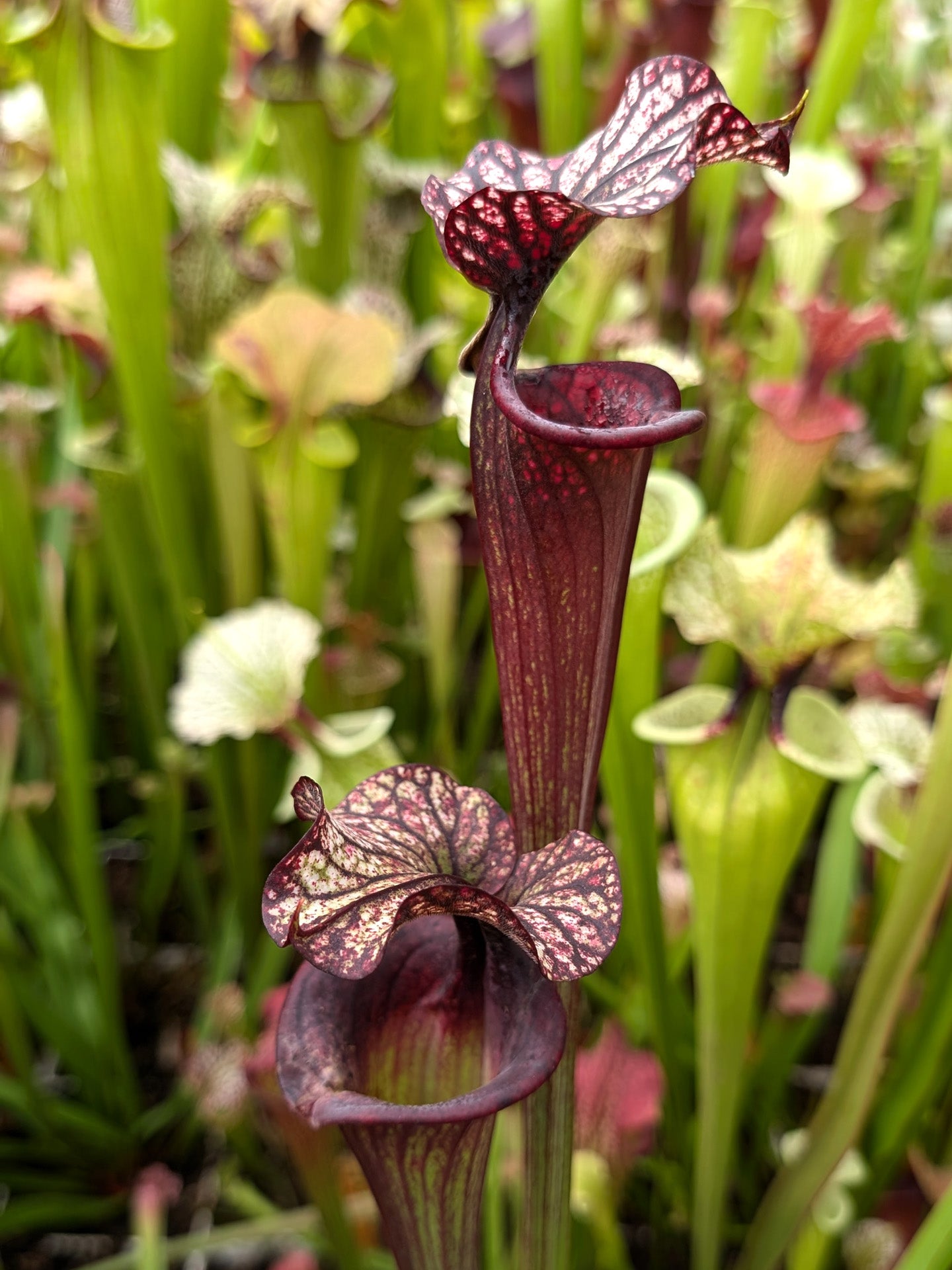 H87 GC Sarracenia "Black Wolf"